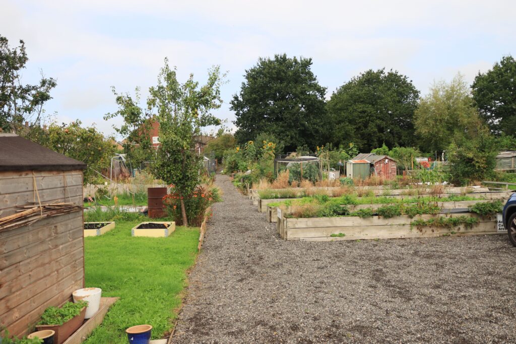 A community garden with raised wooden garden beds and sunflowers